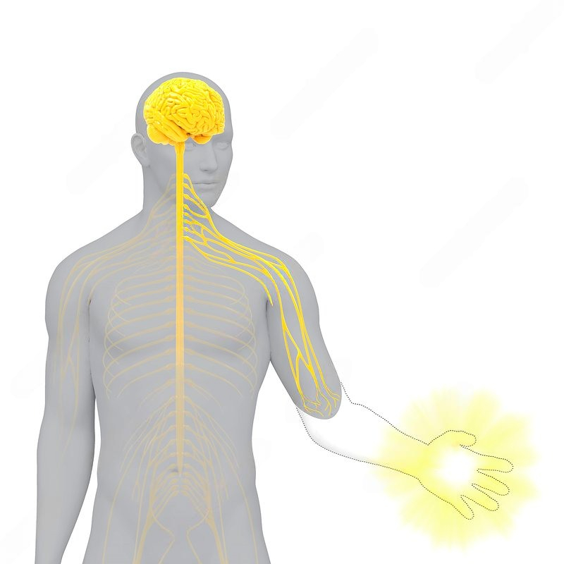 Hình ảnh mô phỏng cách cơn đau chi ma được truyền từ thần kinh đến cánh tay bị cắt cụt